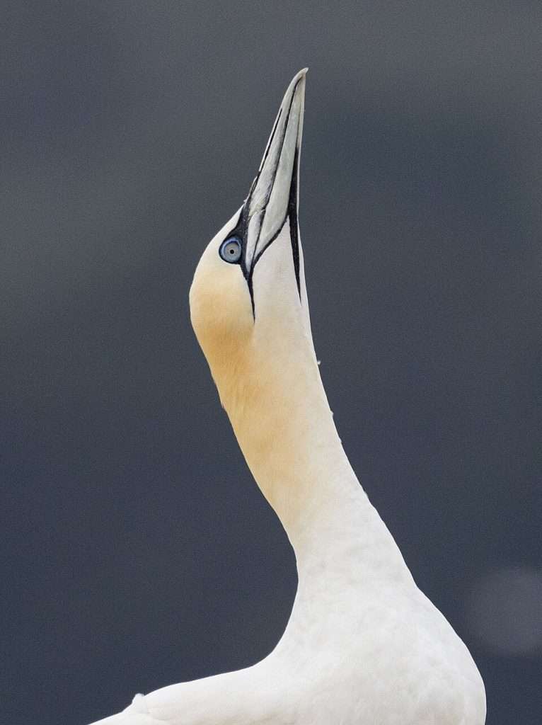 Large white seabird with black wing tips and orange cap.