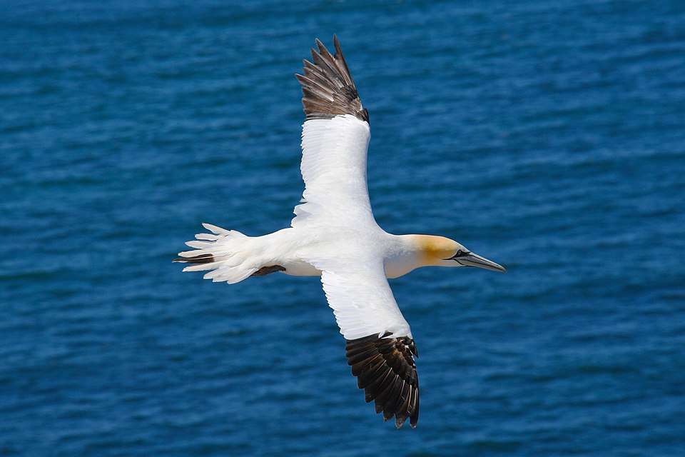 Large white seabird with black wing tips and orange cap.