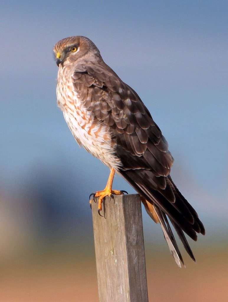 Northern Harrier on a fence post
