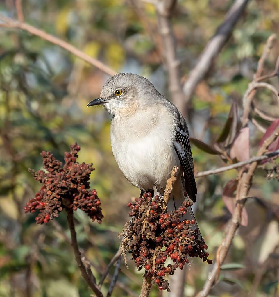 Grey bird sits on top of dead berry bush