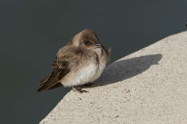 Plain brown swallow on a wire sitting on a ledge.