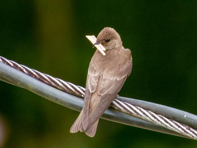 Plain brown swallow on a wire holding nesting material.