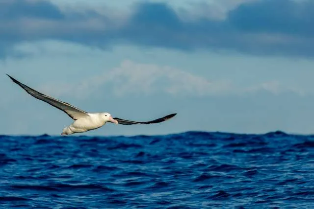Large pale albatross fluing across the ocean.