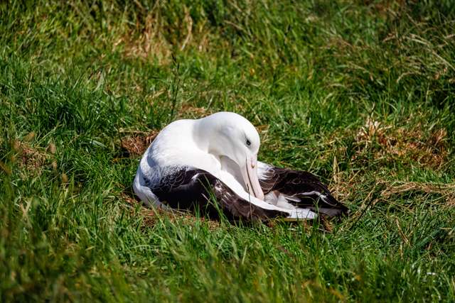 Large albatross is sitting on grass preening.