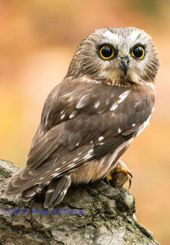 Northern Saw-whet Owl on a log