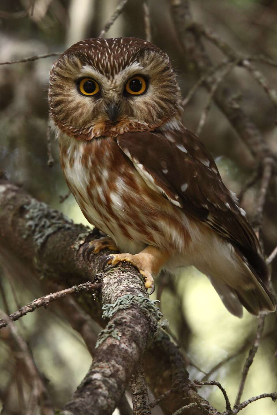 Northern Saw-whet Owl in a forest