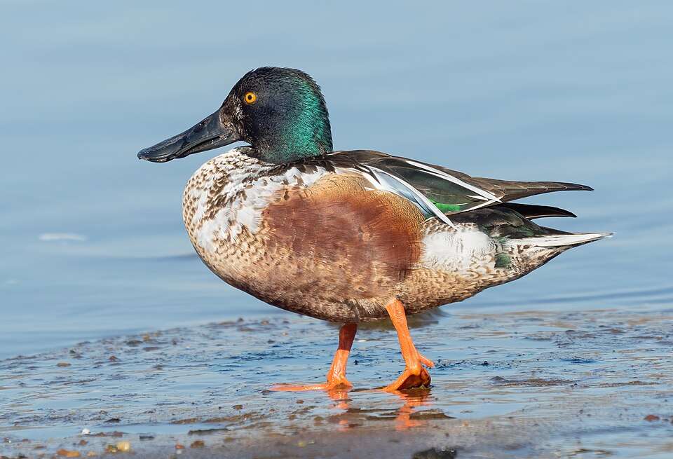 A largely white duck with dark wings, bright green shoulder and head and a very large, thick bill.