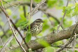 Medium sized thrush with brown back and streaky front.