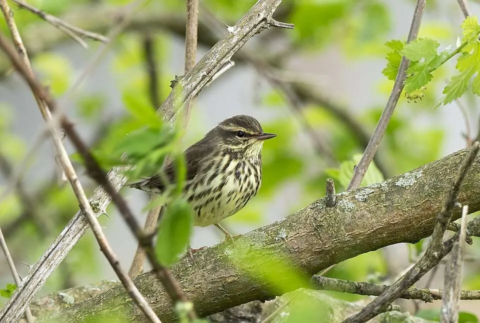 Medium sized thrush with brown back and streaky front.