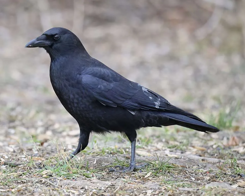 Large glossy black crow with big bill.