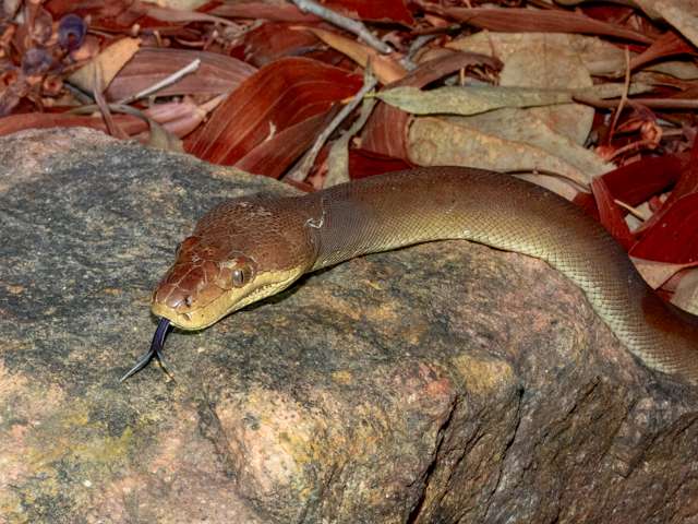Yellow brown snake on a rock with its tongue out.