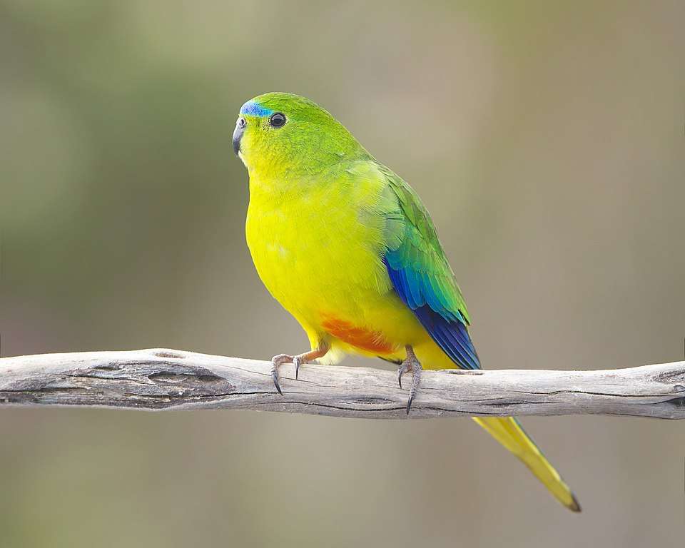 Bright green parrot with blue wing edges and an orange belly.