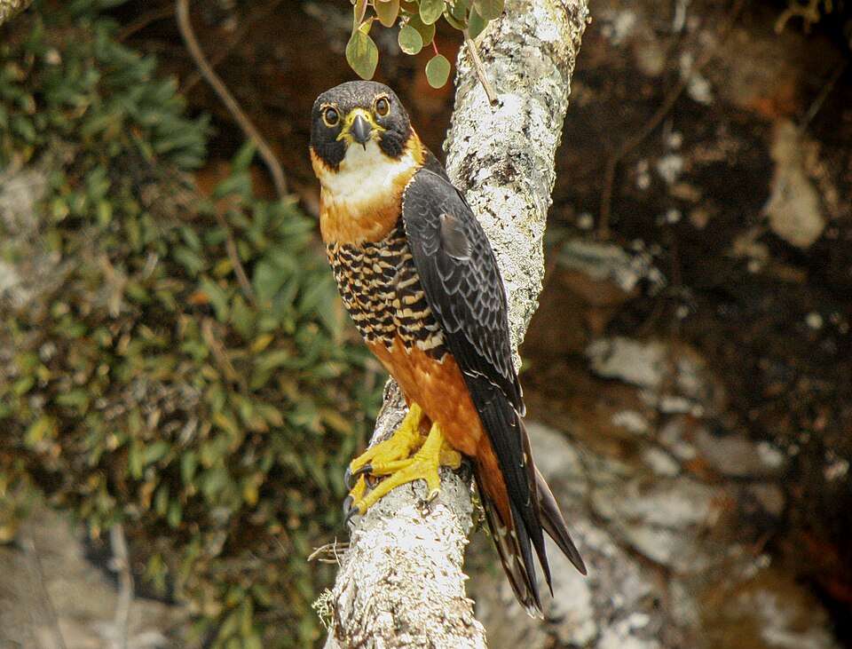 Dark falcon with white throat, barred chest and orange belly.
