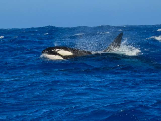 An orca is raising out of the water and is surrounded by spray.