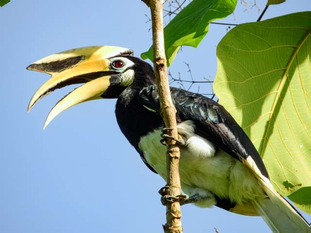 Large black and white bird with a large bill and a casque on top.