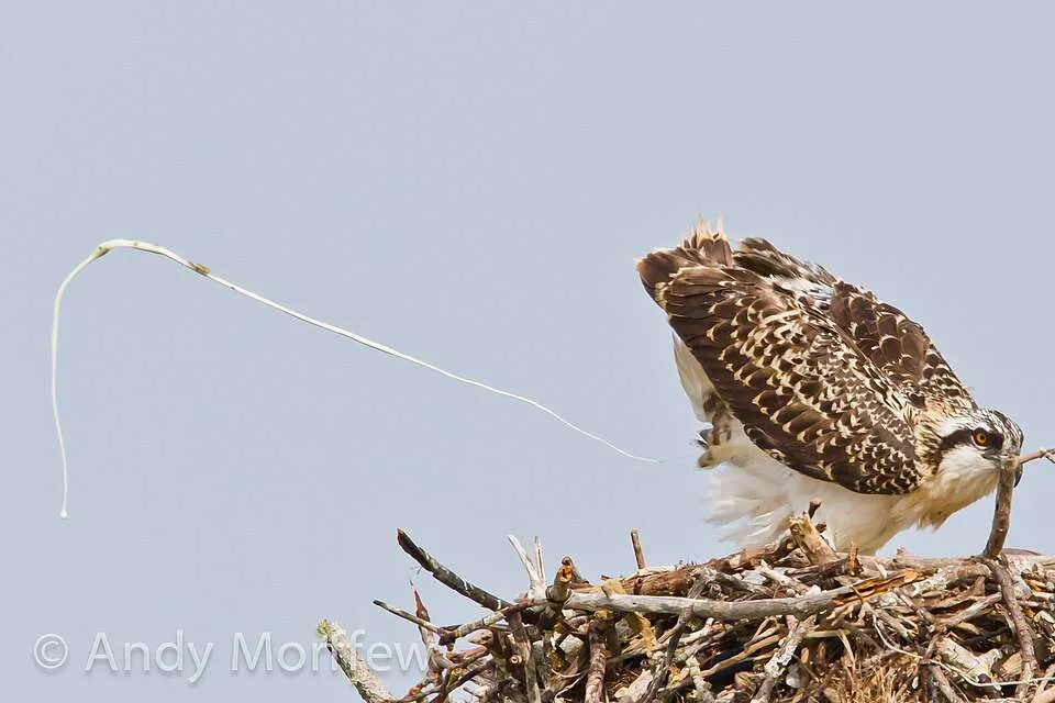 Large bird of prey with dark back and white scalloping. It is excreting waste.