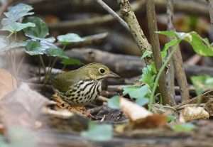 Thrush like bird with brown back and speckled front sitting in thick bush.