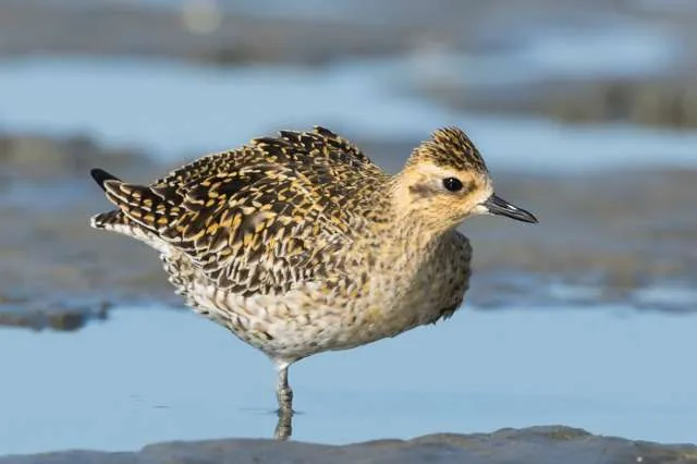 Large shorebird with golden and black plumage.