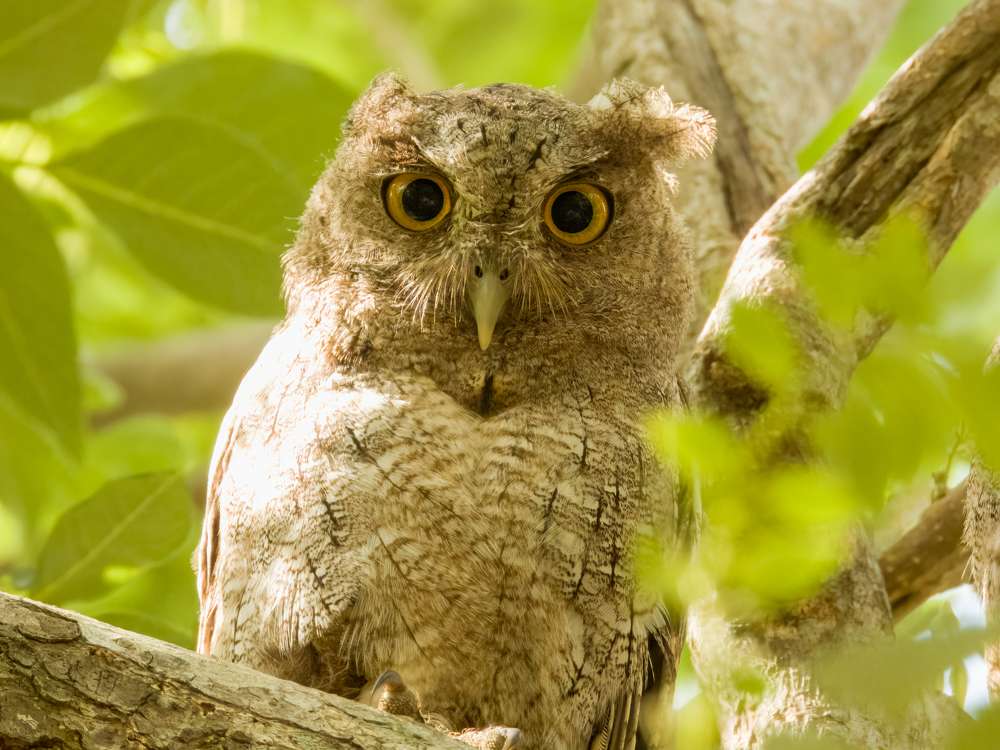 Pacific Screech-Owl chick looking at the camera