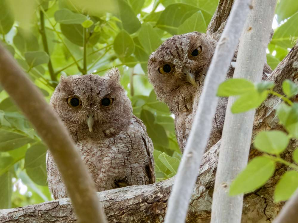 Pair of Pacific Screech-Owl staring down from a tree