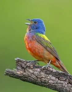 Stunning songbird with a rainbow of colors including a bright blue head.