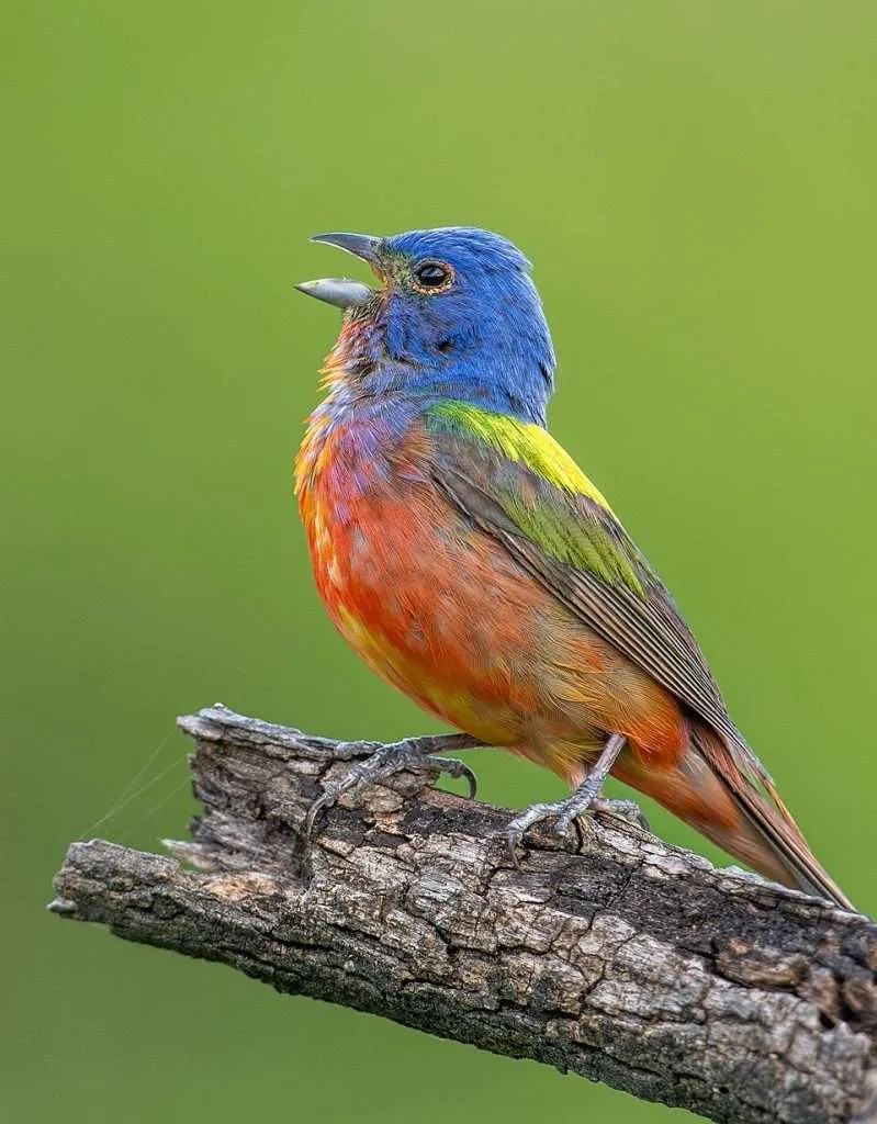 Stunning songbird with a rainbow of colors including a bright blue head.