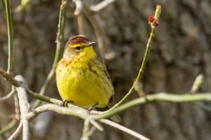 Palm Warbler sitting in a bush