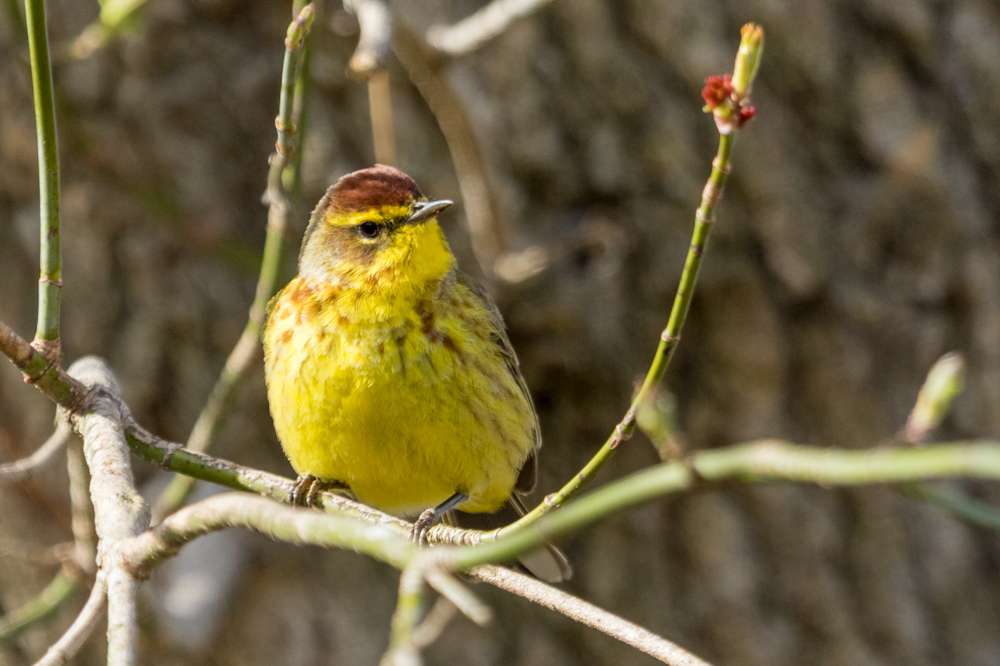 Palm Warbler sitting in a bush