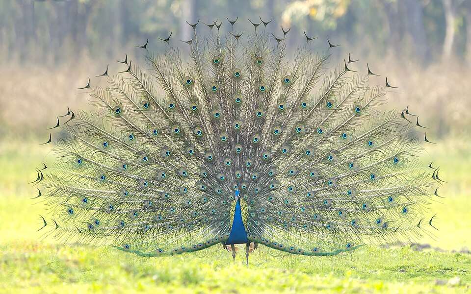 A peacock is displaying its fan tail with beautiful blue and green colors.