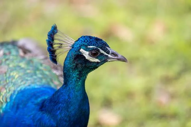 Close up of the head of a peacock with brilliant blue color, white eye lines and blue crest.