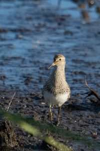 Medium sized wading bird with brown streaky breast.