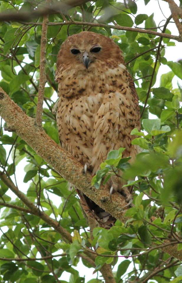 Pel's Fishing Owl in thick foliage