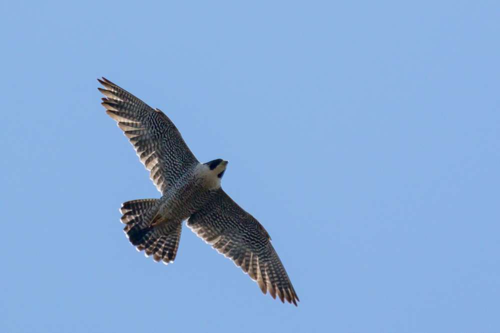 Peregrine Falcon in flight