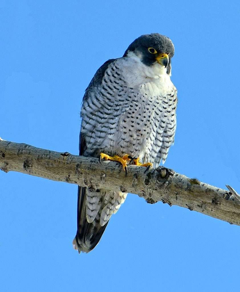 Peregrine Falcon sitting high on a branch
