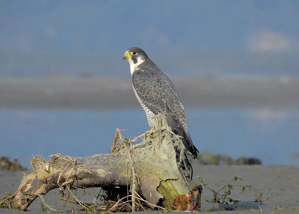 Peregrine Falcon sitting on a piece of wood on the beach
