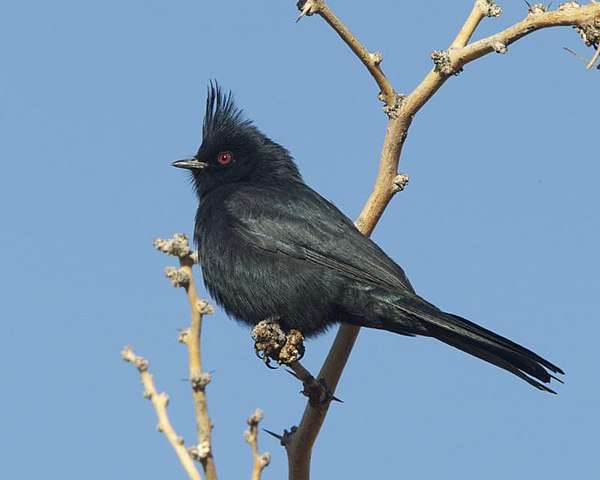 Small black colored bird with red eye and a crest.