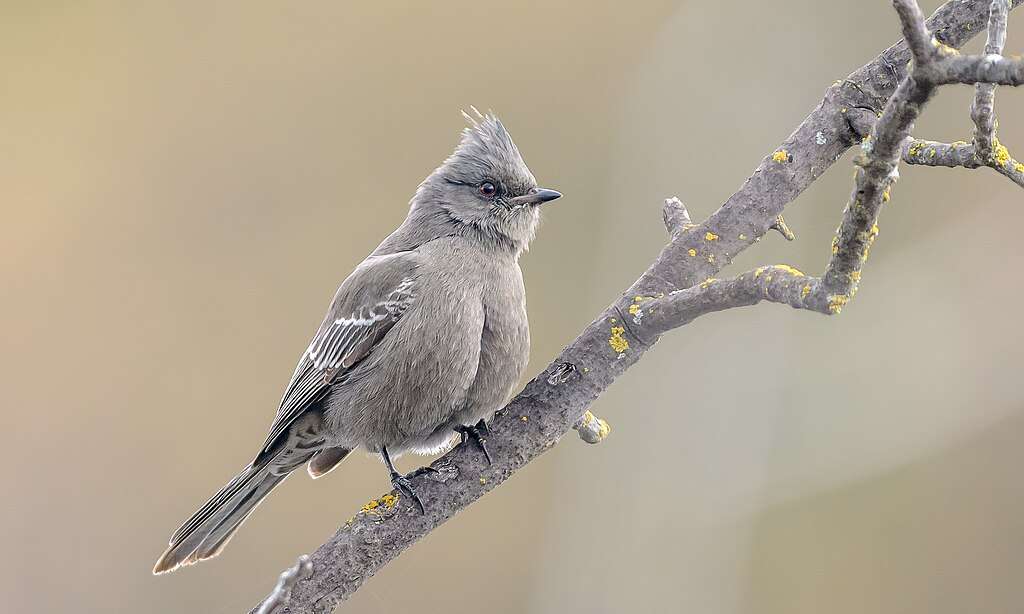 Small gray colored bird with red eye and a crest.