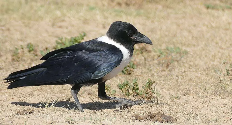 Large glossy black and white crow with big bill.