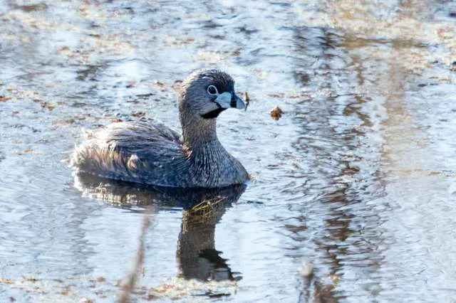 A small waterbird with plain plumage but blue and black bill.