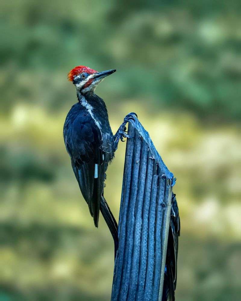 Pileated Woodpecker holding on the side of a fence post