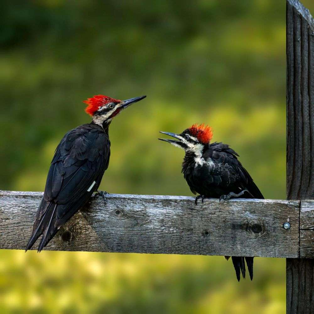 Pair of Pileated Woodpecker with one begging from the other