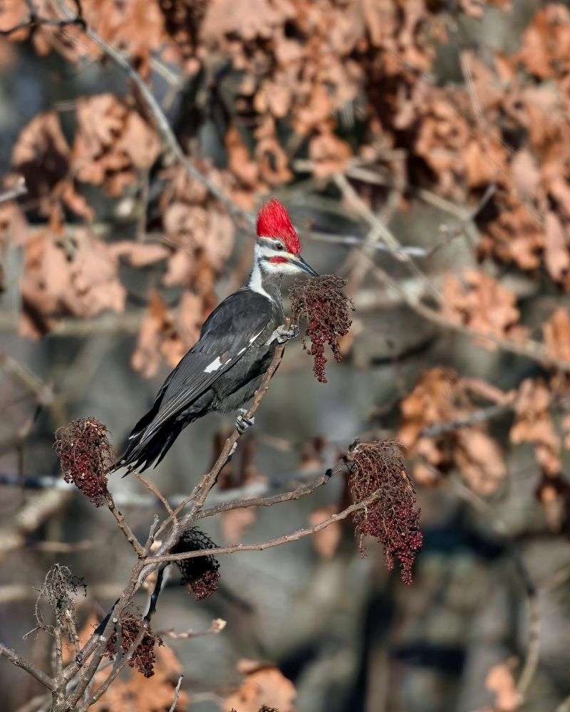 Pileated Woodpecker sitting on some dead foliage