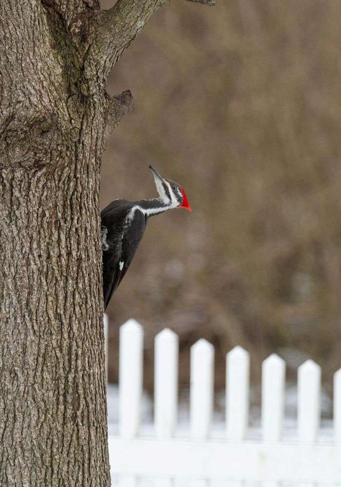 Pileated Woodpecker climbing a tree