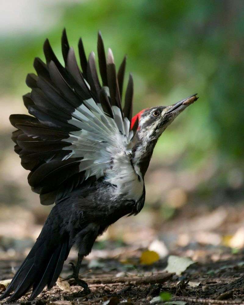 Pileated Woodpecker with wings wide open