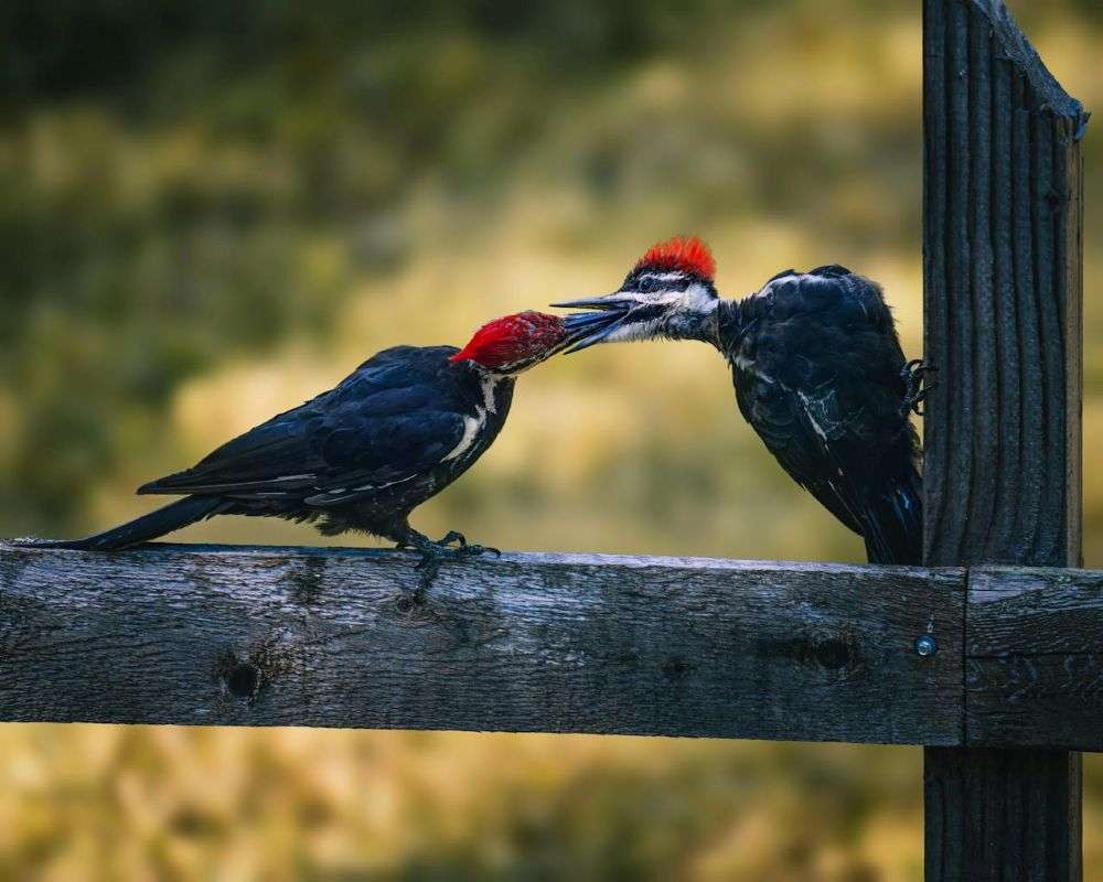 Pair of Pileated Woodpecker with one feeding the other