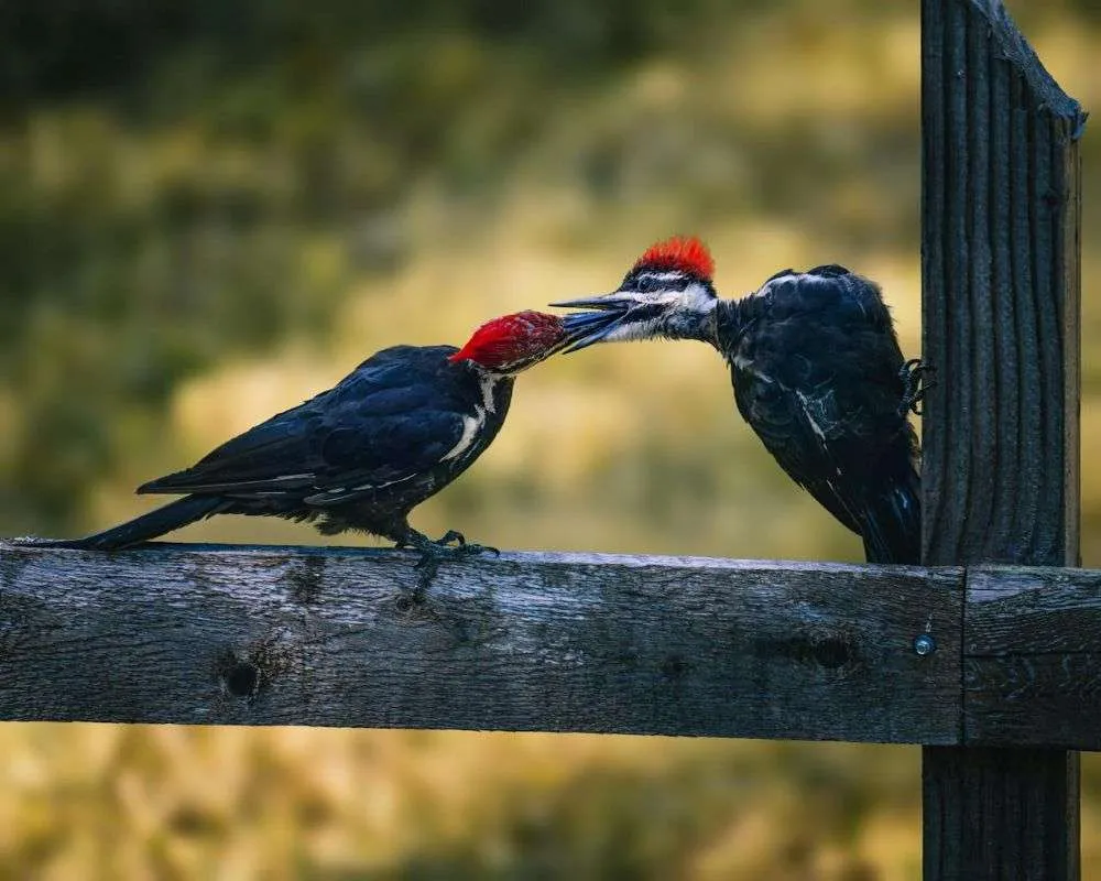 Pair of Pileated Woodpecker with one feeding the other