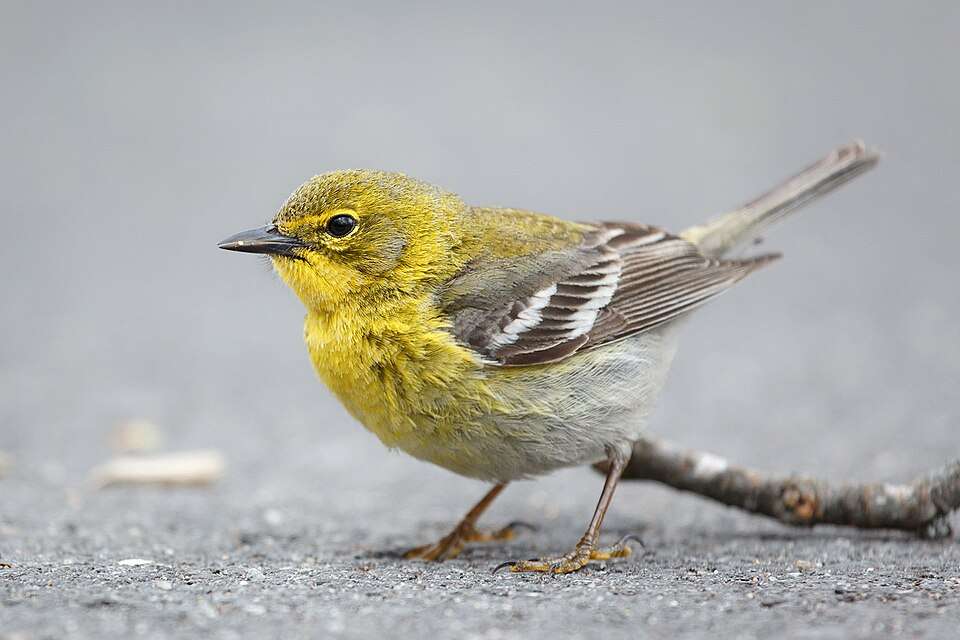 Small warbler with yellow throat and breast.