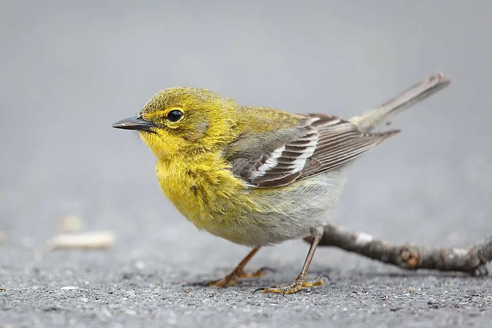 Small warbler with yellow throat and breast.