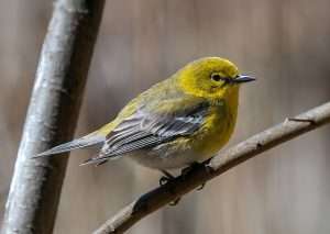 Small warbler with yellow throat and breast.