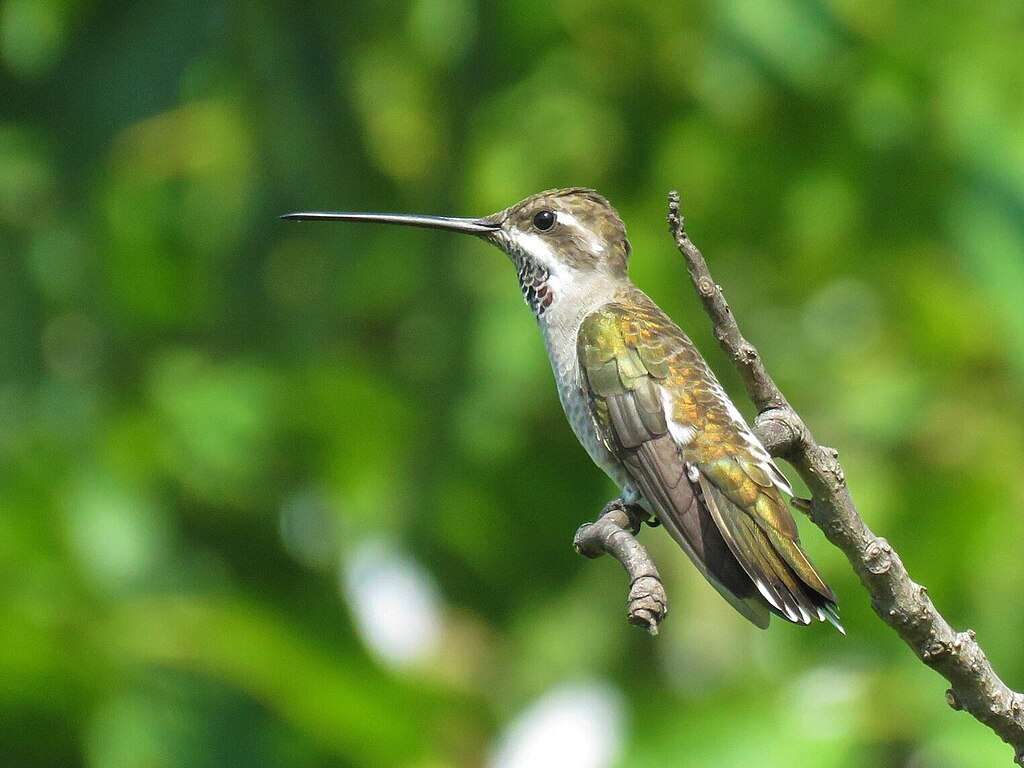 Plain-capped Starthroat sitting on a small dead branch